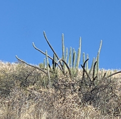 Harrisia tetracantha