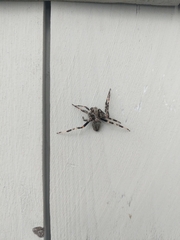 Araneus saevus