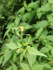 Bidens frondosa