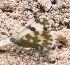 Pontia daplidice