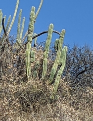 Trichocereus tacaquirensis