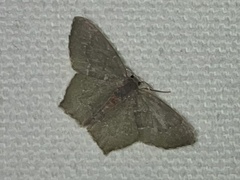 Chloropteryx tepperaria