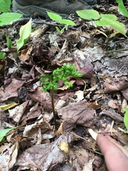 Botrychium matricariifolium