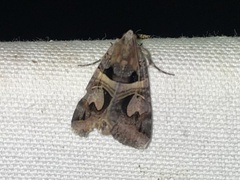 Drasteria grandirena