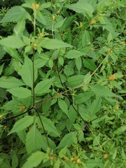 Bidens frondosa
