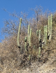 Trichocereus tacaquirensis