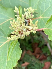 Reynoutria sachalinensis