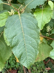 Reynoutria sachalinensis