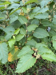 Reynoutria sachalinensis