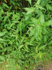 Persicaria hydropiper