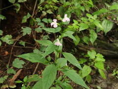 Mimulus alatus