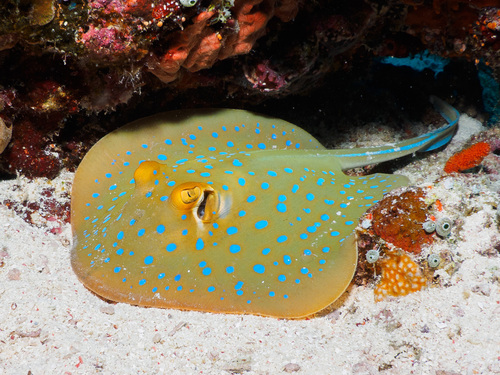 Bluespotted Fantail Ray, photo 8 of 10