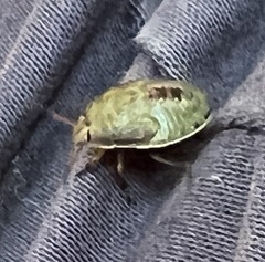 Piezodorus lituratus