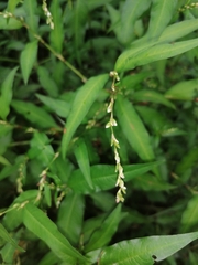 Persicaria hydropiper