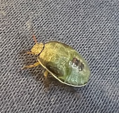 Piezodorus lituratus