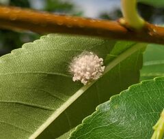 Araneae