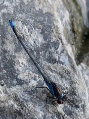 Erythromma viridulum