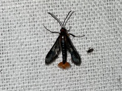 Synanthedon acerni