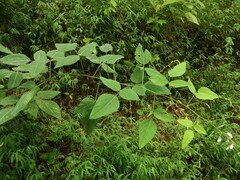 Desmodium cuspidatum cuspidatum