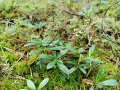 Chimaphila umbellata