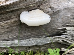 Laetiporus portentosus