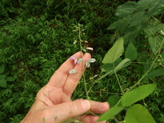 Desmodium cuspidatum cuspidatum
