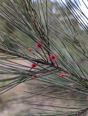 Allocasuarina