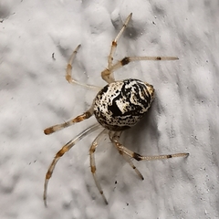 Parasteatoda