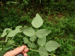 Desmodium cuspidatum cuspidatum