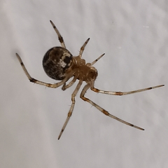 Parasteatoda