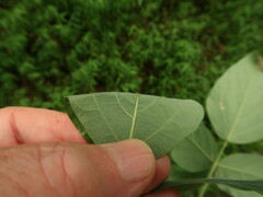 Desmodium cuspidatum cuspidatum