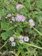 Tripolium pannonicum