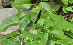 Calopteryx haemorrhoidalis