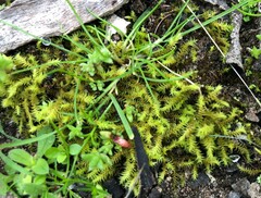 Triquetrella papillata