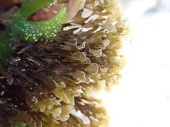 Zonaria spiralis
