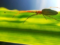 Tetragnatha extensa