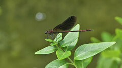 Calopteryx haemorrhoidalis