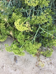 Crithmum maritimum