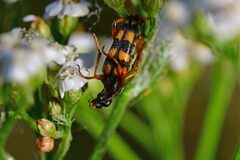 Strangalia attenuata