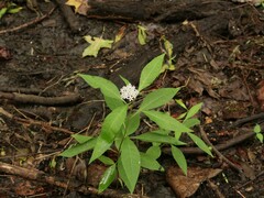 Asclepias perennis