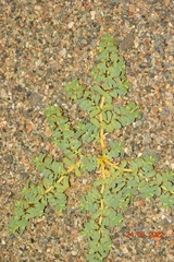 Euphorbia peplis