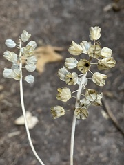 Muscari