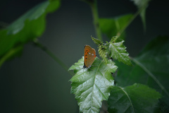 Lycaena virgaureae