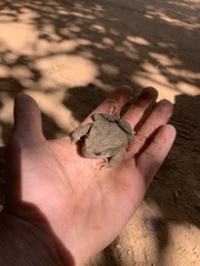 Bufo spinosus
