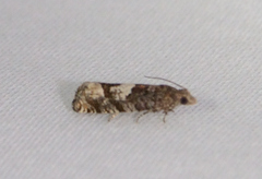Eucosma