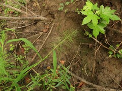 Paspalum repens