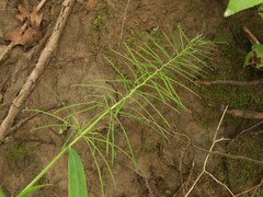 Paspalum repens