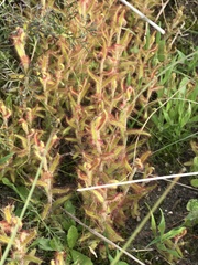 Drosera cistiflora