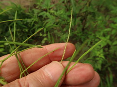 Paspalum repens