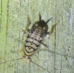 Aglaopteryx gemma